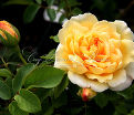 Роза St Alban (Св. Албан) — фото 3