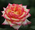 Роза True Color (Тру Колор) — фото 2