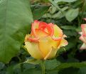 Роза True Color (Тру Колор) — фото 7