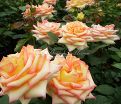 Роза True Color (Тру Колор) — фото 9