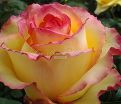 Роза True Color (Тру Колор) — фото 10