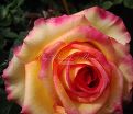 Роза True Color (Тру Колор) — фото 11