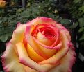 Роза True Color (Тру Колор) — фото 12