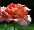 Роза Fantasia Mondiale (Фантазия Мундиаль) — фото 2