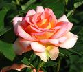 Роза Fantasia Mondiale (Фантазия Мундиаль) — фото 5