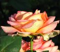 Роза Fantasia Mondiale (Фантазия Мундиаль) — фото 6