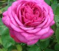 Роза Heidi Klum Rose (Хейди Клюм Роз) — фото 6