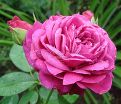 Роза Heidi Klum Rose (Хейди Клюм Роз) — фото 7