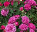 Роза Heidi Klum Rose (Хейди Клюм Роз) — фото 9