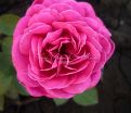 Роза Heidi Klum Rose (Хейди Клюм Роз) — фото 10