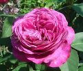 Роза Heidi Klum Rose (Хейди Клюм Роз) — фото 12