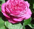 Роза Heidi Klum Rose (Хейди Клюм Роз) — фото 14
