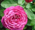 Роза Heidi Klum Rose (Хейди Клюм Роз) — фото 15