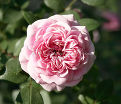 Роза Starlet-Rose Eva (Старлет Роз Ева) — фото 3