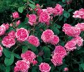 Роза Comte de Chambord (Комт де Шамбор) — фото 3