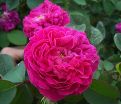Роза Rose de Rescht (Роуз де Решт) — фото 6