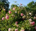Роза Trigintipetala (Дамасцена Тригинтипетала) — фото 3