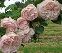 Роза Souvenir de la Malmaison (Сувенир де ля Малмэйзон) — фото 2