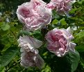 Роза Souvenir de la Malmaison (Сувенир де ля Малмэйзон) — фото 3
