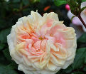 Роза штамбовая Garden of Roses (Гарден оф Роузес) — фото 2