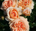 Роза штамбовая Garden of Roses (Гарден оф Роузес) — фото 3