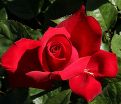 Роза штамбовая Grande Amore (Гранд Аморе) — фото 2