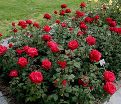 Роза штамбовая Grande Amore (Гранд Аморе) — фото 3
