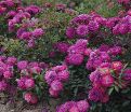 Роза штамбовая Purple Rain (Пёрпл Рэйн) — фото 2