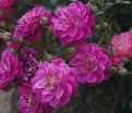 Роза штамбовая Purple Rain (Пёрпл Рэйн) — фото 3