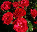 Роза штамбовая Rotilia (Ротилия) — фото 2