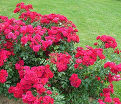 Роза штамбовая Rotilia (Ротилия) — фото 3