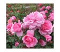 Роза штамбовая Berleburg (Барлебург) — фото 2