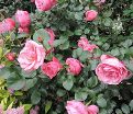 Роза штамбовая Berleburg (Барлебург) — фото 3