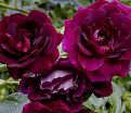 Роза штамбовая Burgundy Ice (Бургунди Айс) — фото 5