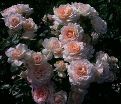 Роза штамбовая Chandos Beauty (Чандос Бьюти) — фото 2