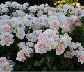 Роза штамбовая Chandos Beauty (Чандос Бьюти) — фото 3