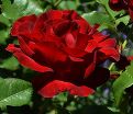 Роза штамбовая Dame de Coeur (Дам де Кёр) — фото 2