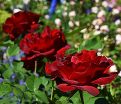 Роза штамбовая Dame de Coeur (Дам де Кёр) — фото 3