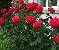 Роза штамбовая Dame de Coeur (Дам де Кёр) — фото 5