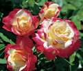 Роза штамбовая Double Delight (Дабл Дилайт) — фото 2
