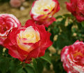 Роза штамбовая Double Delight (Дабл Дилайт) — фото 3