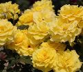 Роза штамбовая Friesia (Фрезия) — фото 2