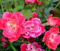 Роза штамбовая Fuchsia Meillandecor (Фуксия Мейяндекор) — фото 2