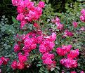 Роза штамбовая Fuchsia Meillandecor (Фуксия Мейяндекор) — фото 3