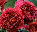 Роза штамбовая Feuerland (Фоерланд) — фото 2