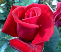 Роза штамбовая Kardinal 85 (Кардинал 85) — фото 3
