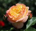 Роза штамбовая Lampion (Лампион) — фото 3