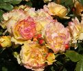 Роза штамбовая Lampion (Лампион) — фото 4