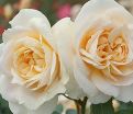Роза штамбовая Lions-Rose (Леонс-Роуз)  — фото 3