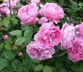 Роза штамбовая Mary Rose (Мэри Роуз) — фото 2